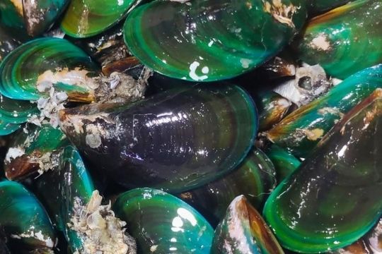 Green Mussels ( Without cleaning )